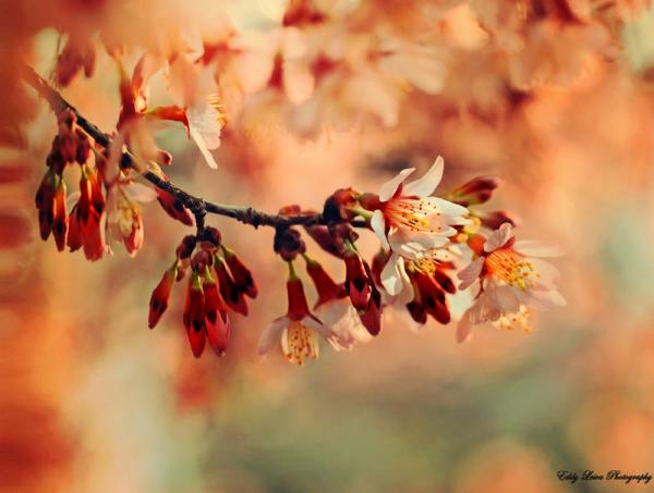 Photography by Eddy L