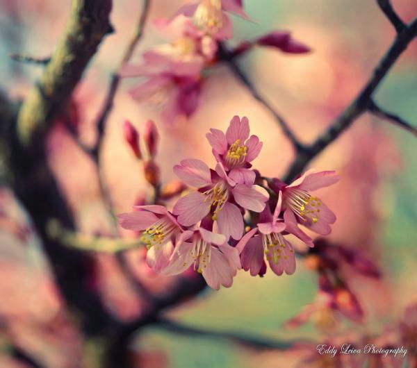 Photography by Eddy L