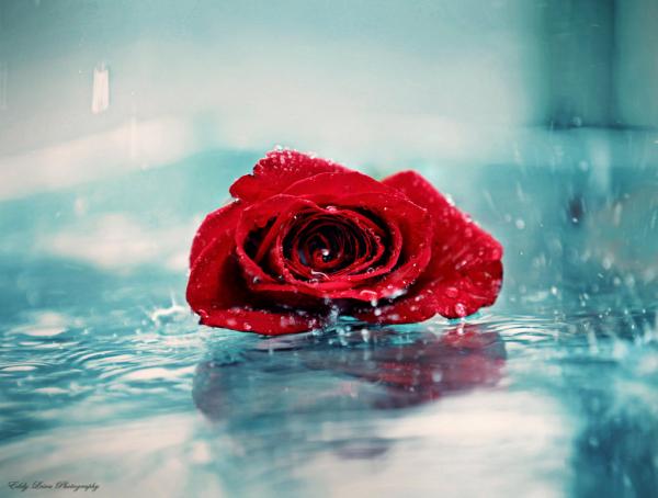 Photography by Eddy L