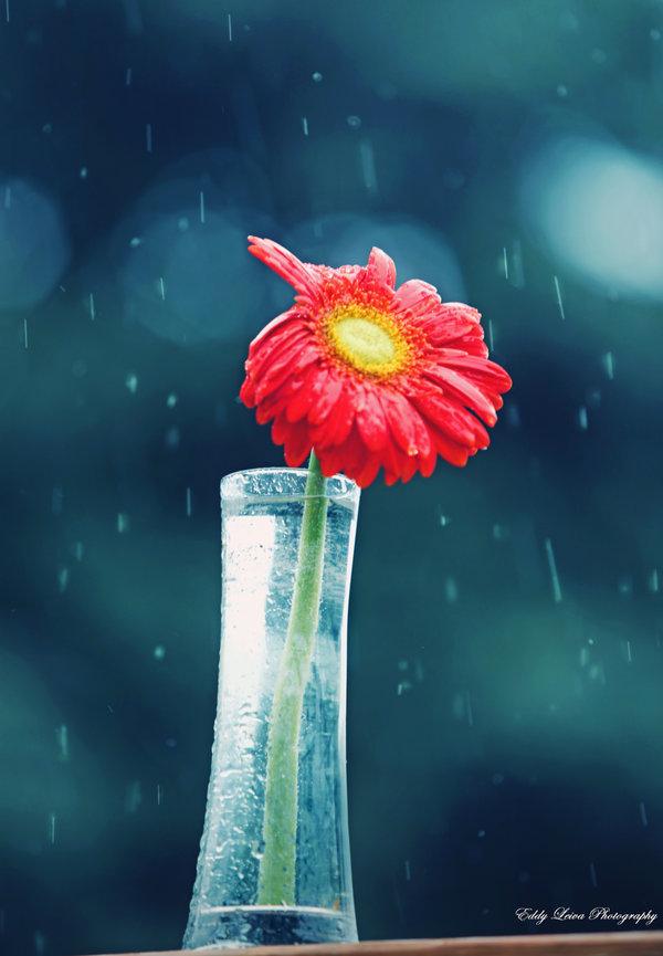 Photography by Eddy L