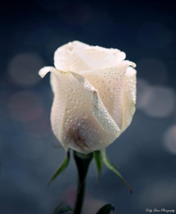 Photography by Eddy L