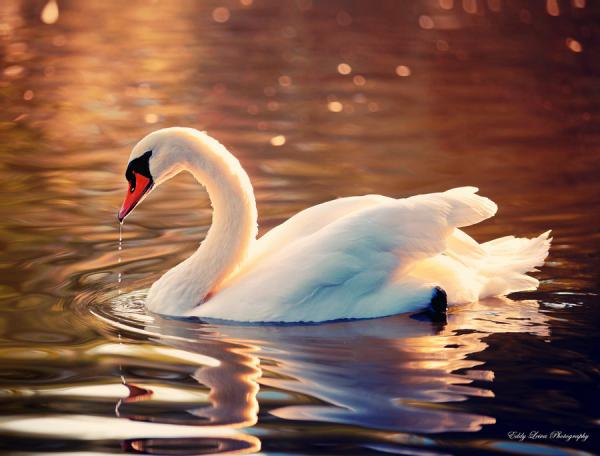 Photography by Eddy L