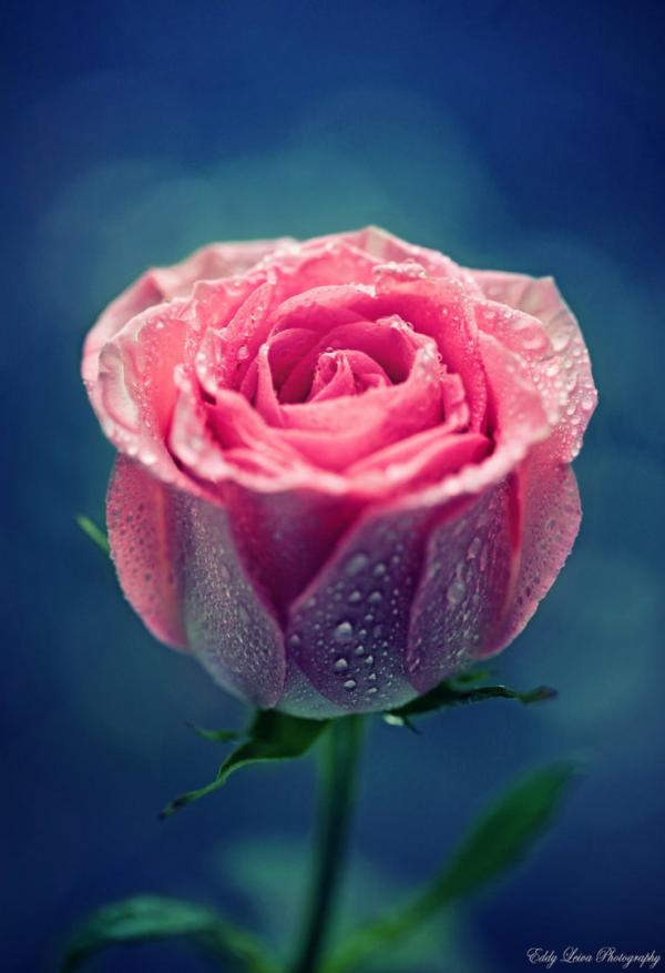 Photography by Eddy L