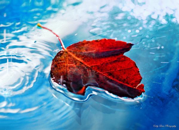 Photography by Eddy L