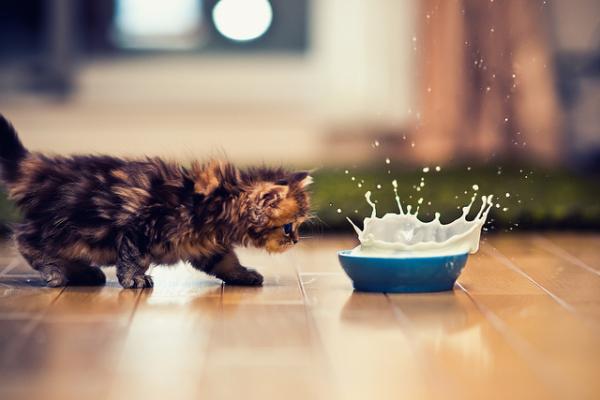 Cute Cat Photography by Ben Torode