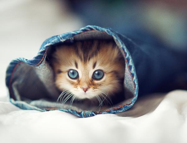 Cute Cat Photography by Ben Torode