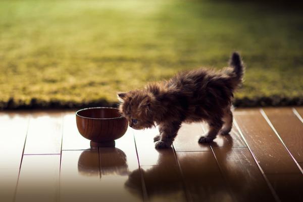 Cute Cat Photography by Ben Torode