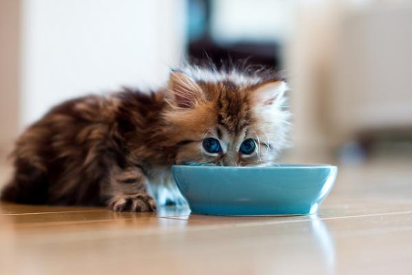 Cute Cat Photography by Ben Torode