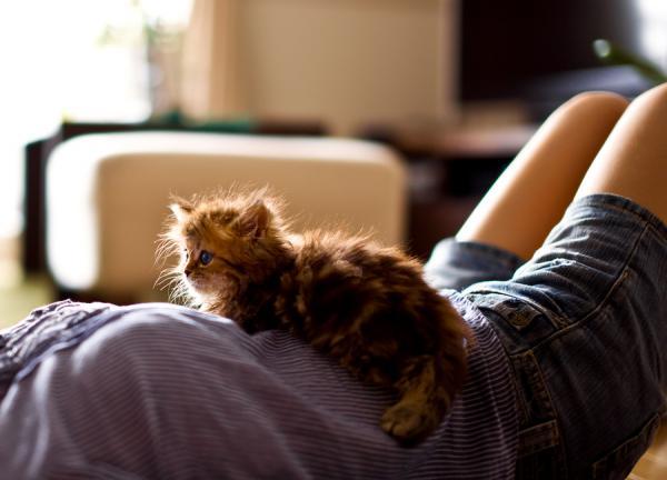 Cute Cat Photography by Ben Torode
