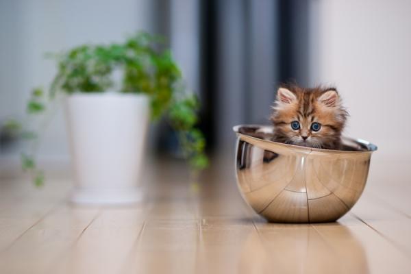 Cute Cat Photography by Ben Torode