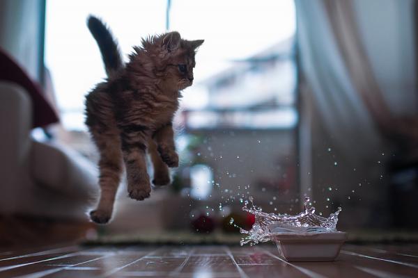Cute Cat Photography by Ben Torode