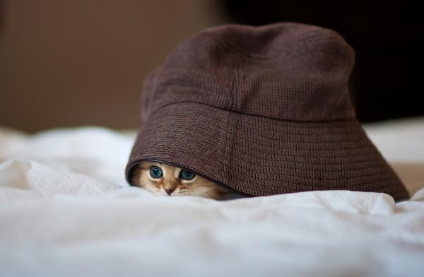 Cute Cat Photography by Ben Torode