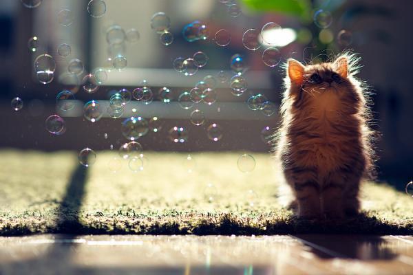 Cute Cat Photography by Ben Torode