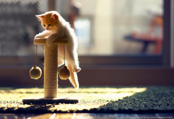 Cute Cat Photography by Ben Torode