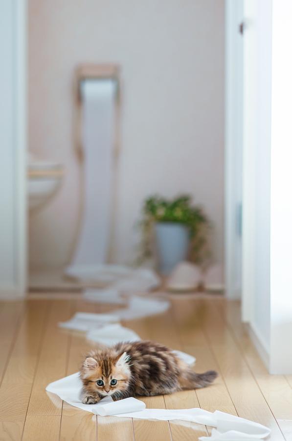 Cute Cat Photography by Ben Torode