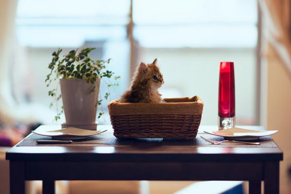 Cute Cat Photography by Ben Torode