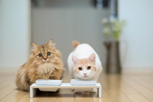 Cute Cat Photography by Ben Torode