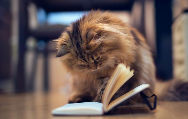 Cute Cat Photography by Ben Torode