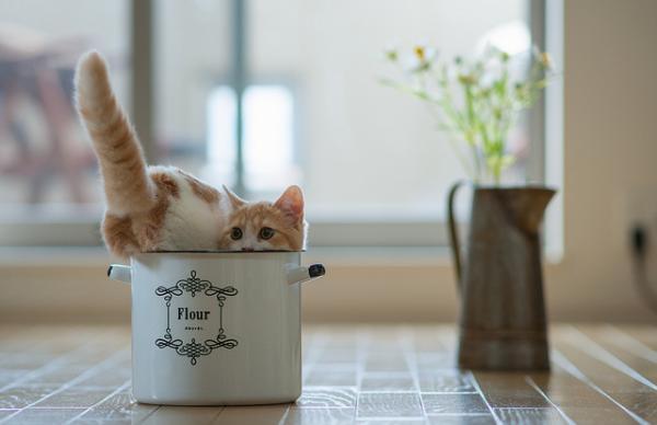 Cute Cat Photography by Ben Torode