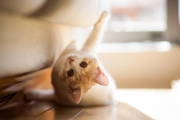 Cute Cat Photography by Ben Torode