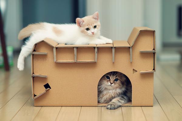 Cute Cat Photography by Ben Torode