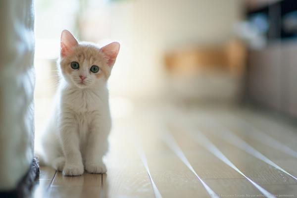 Cute Cat Photography by Ben Torode