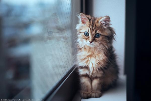 Cute Cat Photography by Ben Torode