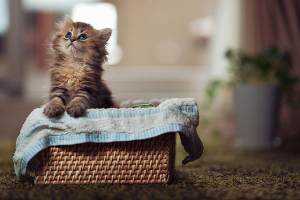 Cute Cat Photography by Ben Torode