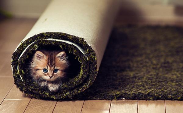 Cute Cat Photography by Ben Torode