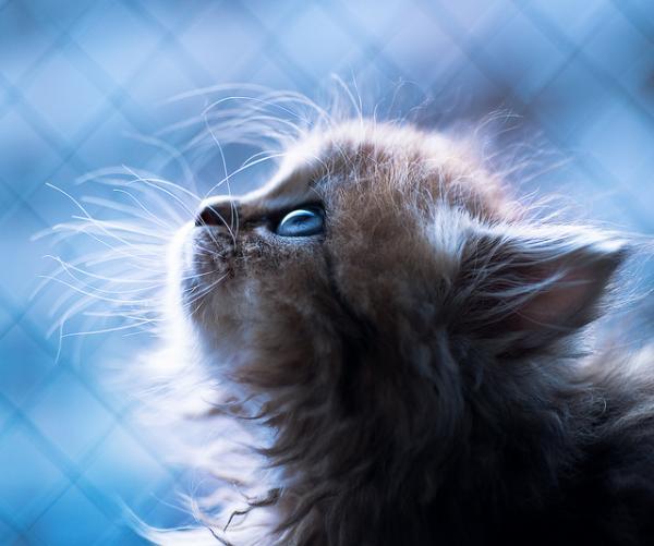 Cute Cat Photography by Ben Torode