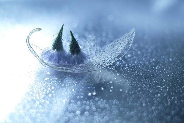 Macro Photography by Lafugue Logos