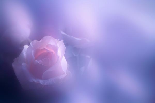 Macro Photography by Lafugue Logos