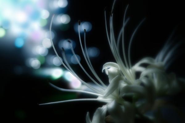 Macro Photography by Lafugue Logos