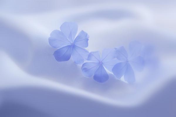 Macro Photography by Lafugue Logos