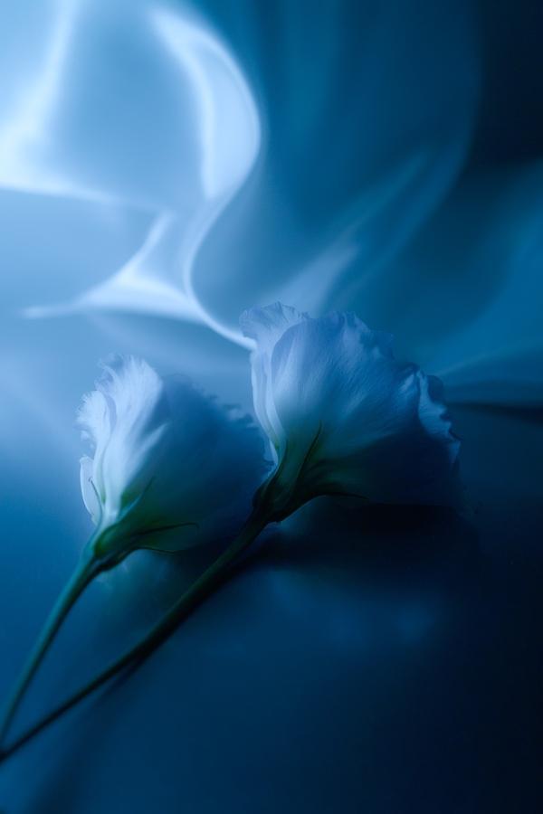 Macro Photography by Lafugue Logos