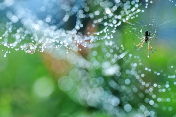 Macro Photography by Lafugue Logos