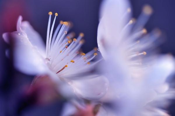 Macro Photography by Lafugue Logos