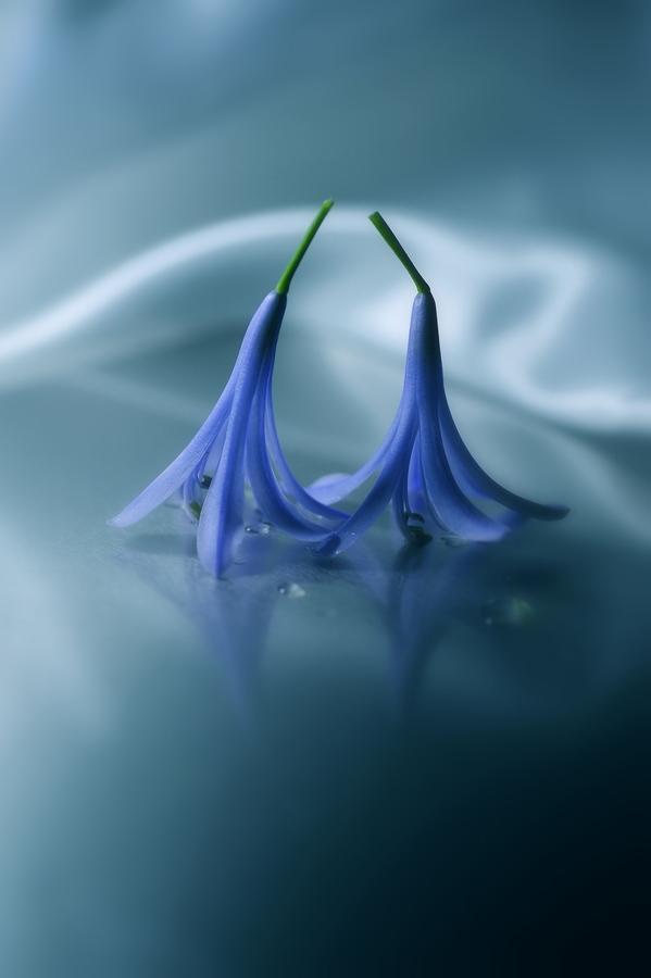 Macro Photography by Lafugue Logos