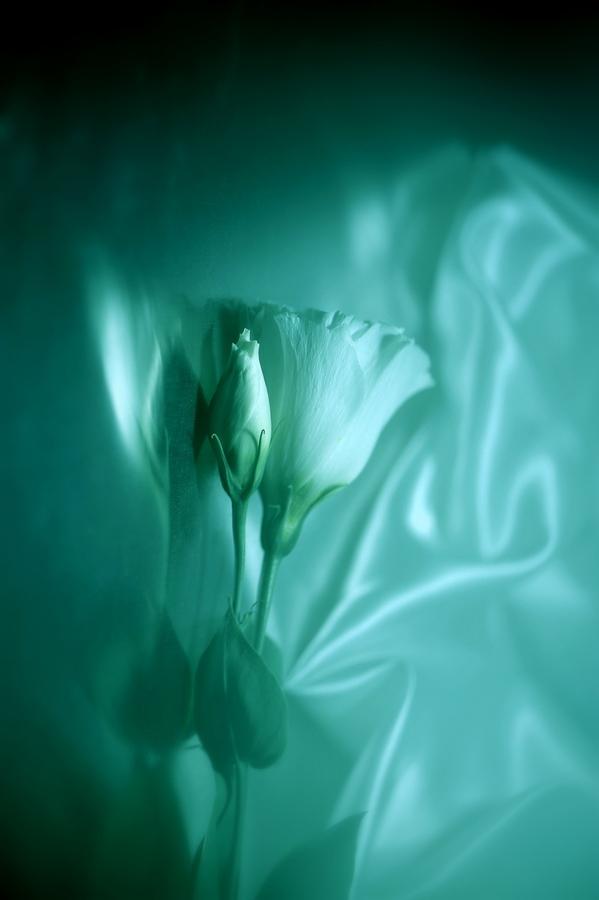 Macro Photography by Lafugue Logos