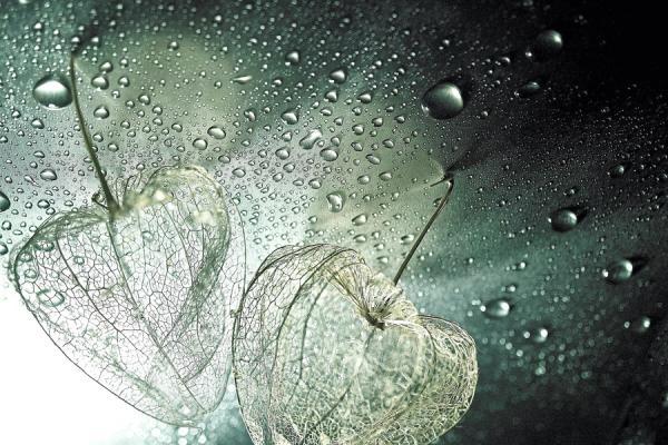 Macro Photography by Lafugue Logos