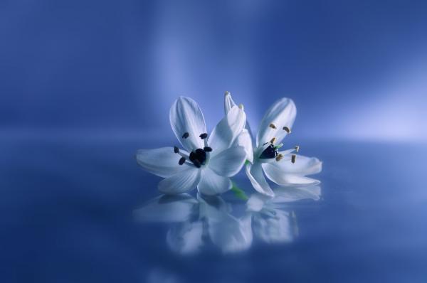 Macro Photography by Lafugue Logos