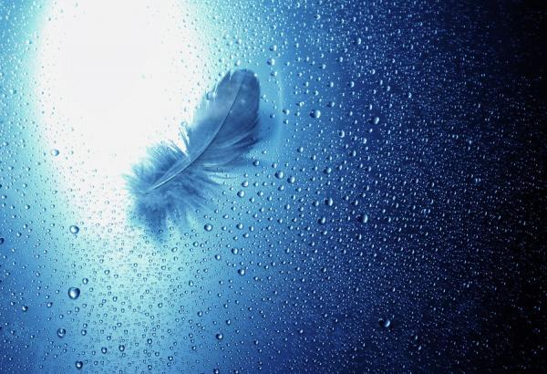 Macro Photography by Lafugue Logos