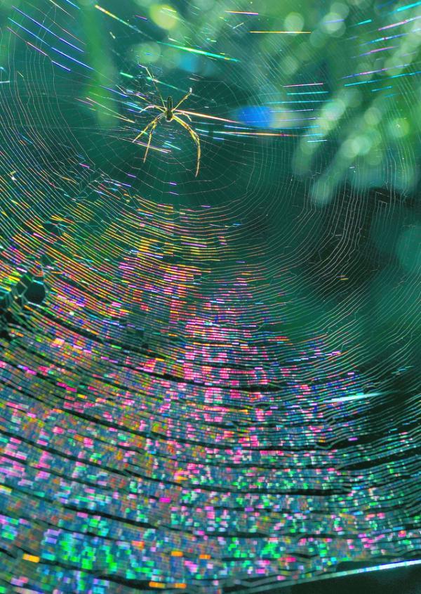 Macro Photography by Lafugue Logos