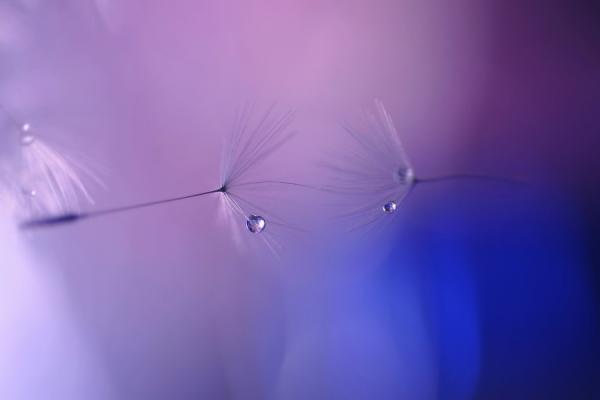 Macro Photography by Lafugue Logos