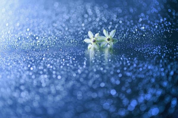 Macro Photography by Lafugue Logos
