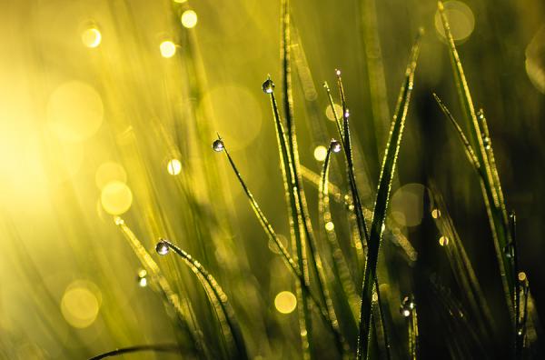 Bokeh Photography by Joni Niemelä