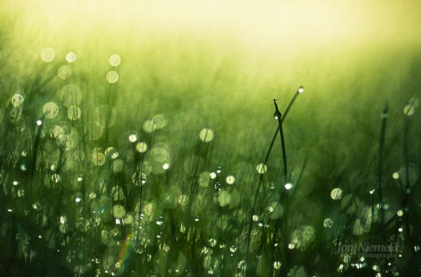 Bokeh Photography by Joni Niemelä