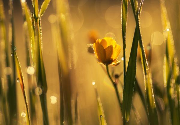 Bokeh Photography by Joni Niemelä