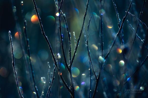 Bokeh Photography by Joni Niemelä