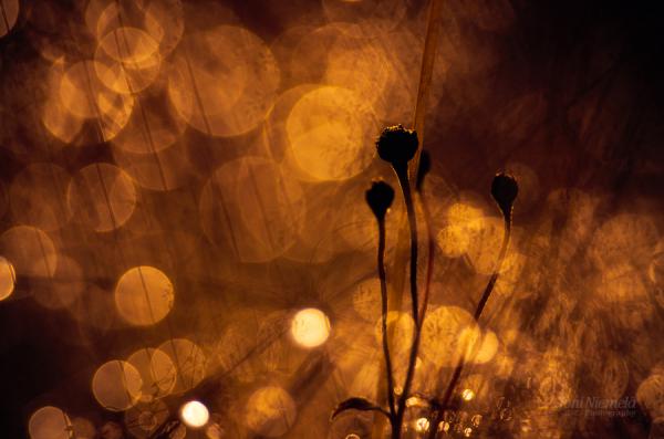 Bokeh Photography by Joni Niemelä